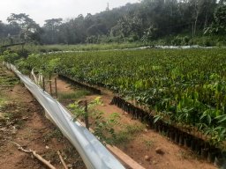 Mirigama Nursery